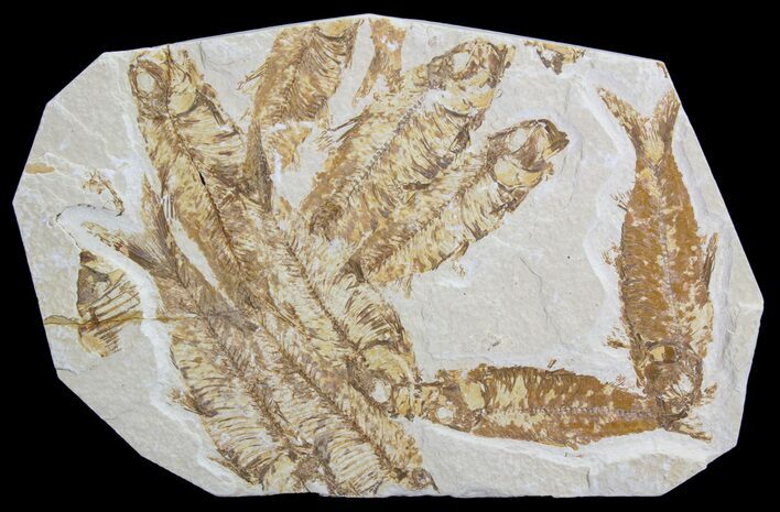 Knightia Fossil Fish Mortality Plate- Wyoming #63975